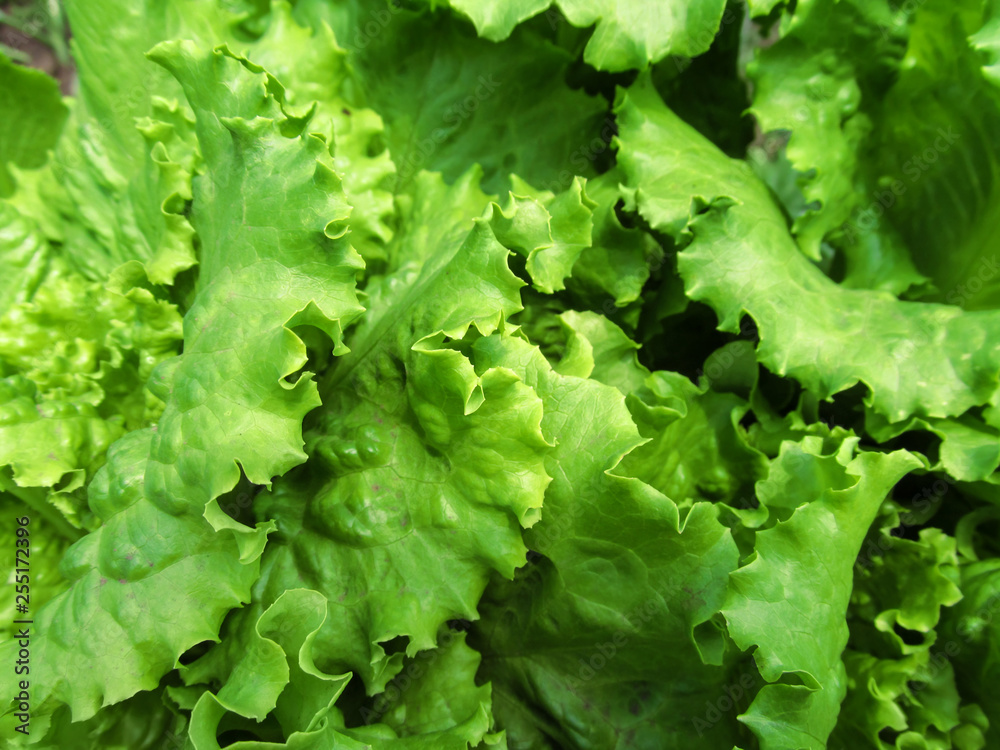 Texture of Lettuce Lactuca sativa leaves close-up. Green natural abstract floral pattern of curly lettuce leaves Texture of Lettuce Lactuca sativa leaves close-up. Green natural abstract floral pattern of curly lettuce leaves