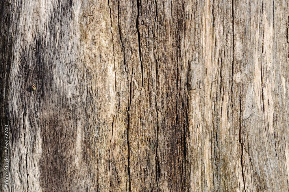 Natural wood texture. Background of old tree. Natural wood texture. Background of old tree.