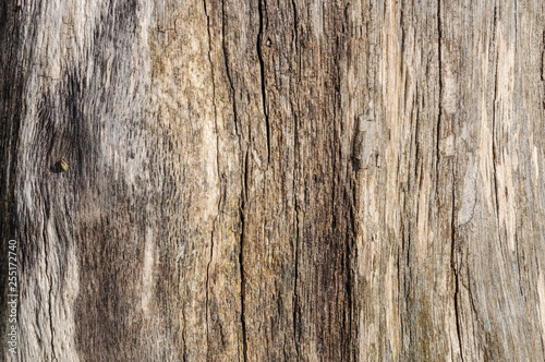 Natural wood texture. Background of old tree.