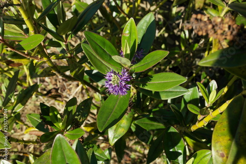 Spring Flowers In The Garden
