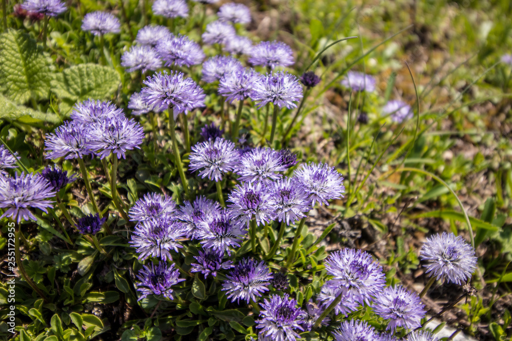 Obraz premium Globularia cordifolia in the mountains