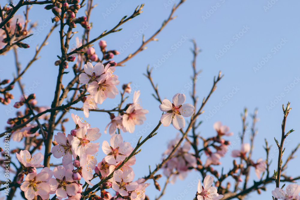 Prunus dulcis flowering