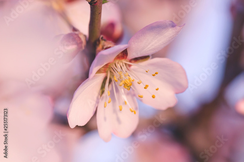 Detail of almond tree blossom pink flower