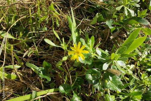 Spring Flowers In The Garden