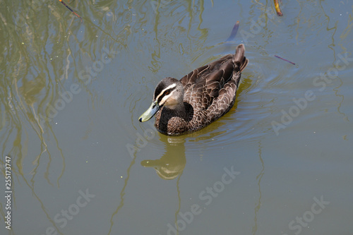 Australia, Victoria, Melbourne photo