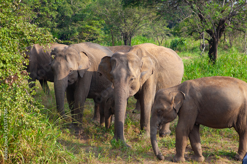 Wild elephants eating grass  Hurulu Eco Park  Sri Lanka.