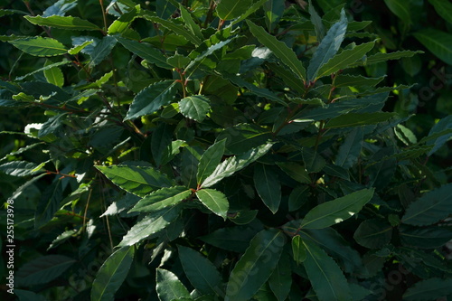 Spring Flowers In The Garden