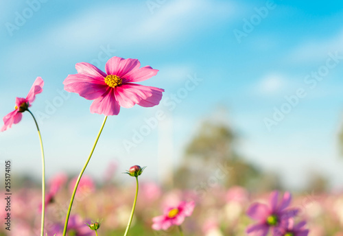 Fototapeta Naklejka Na Ścianę i Meble -  Closeup beautiful pink cosmos flower with blue sky background, selective focus