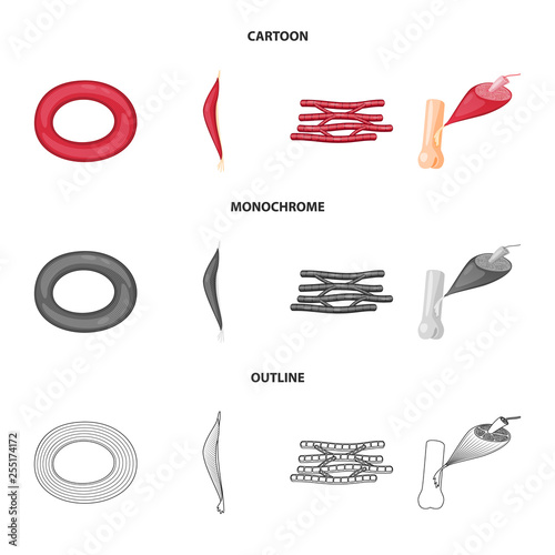 Isolated object of fiber and muscular symbol. Set of fiber and body  vector icon for stock.