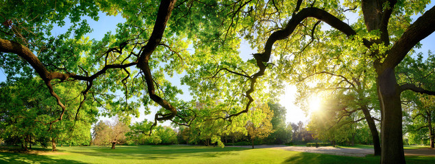 Glasbilder Natur Ruhige Panoramalandschaft in einem wunderschönen Park  © Smileus