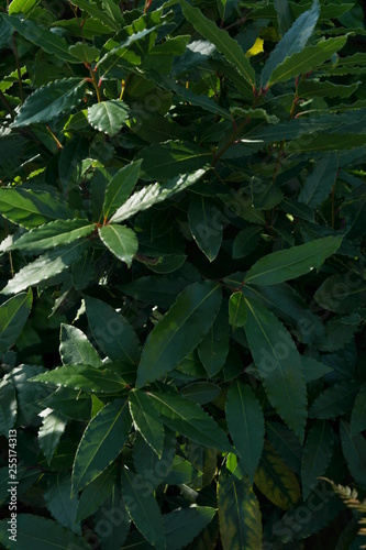 Spring Flowers In The Garden