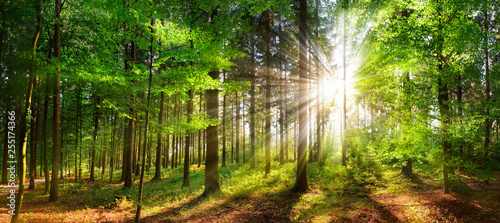 Beautiful rays of sunlight in a green forest #255174366