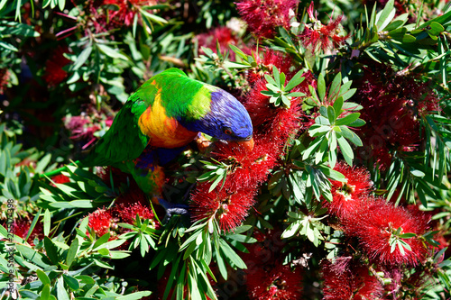 Australia, Zoology, Rainbow Lorikeet