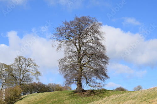 Tree on a hilltop