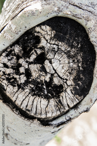tree details