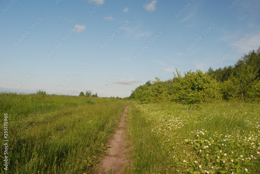 Obraz premium blooming strawberries on the edge of the forest