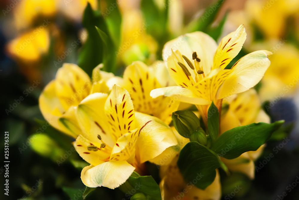 background of beautiful festive flowers decorative lilies and roses background of beautiful festive flowers decorative lilies and roses