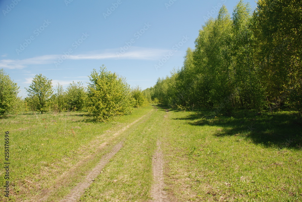 forest edge forest edge