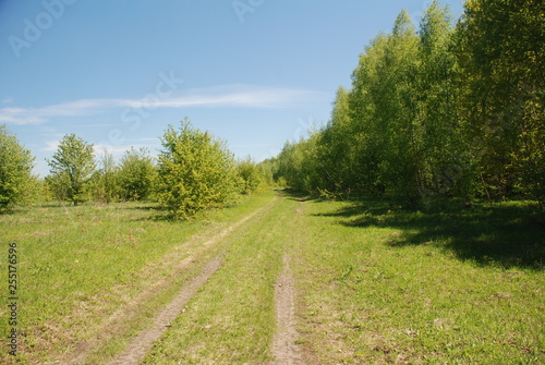 forest edge