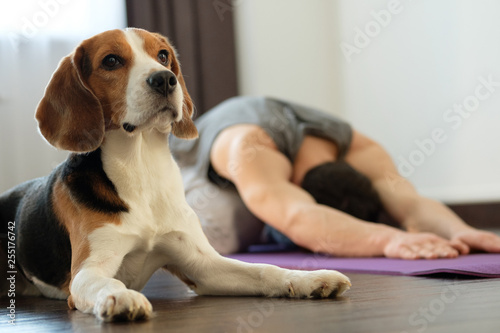 The guy practices yoga at home with a dog