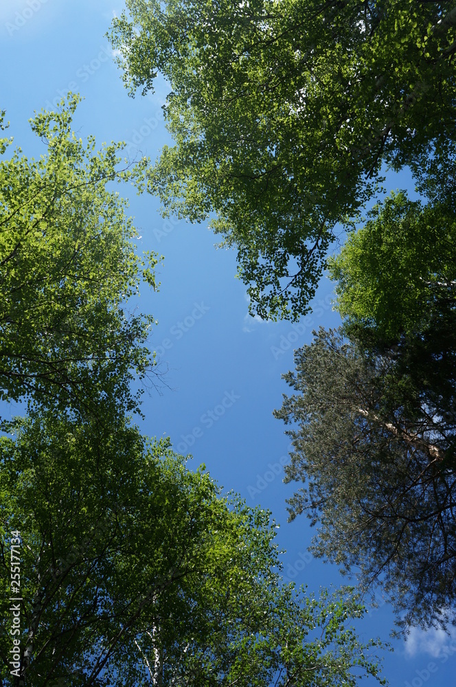 Obraz premium lie on the grass look to the sky