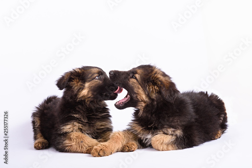 two german shepherd puppy on a white background