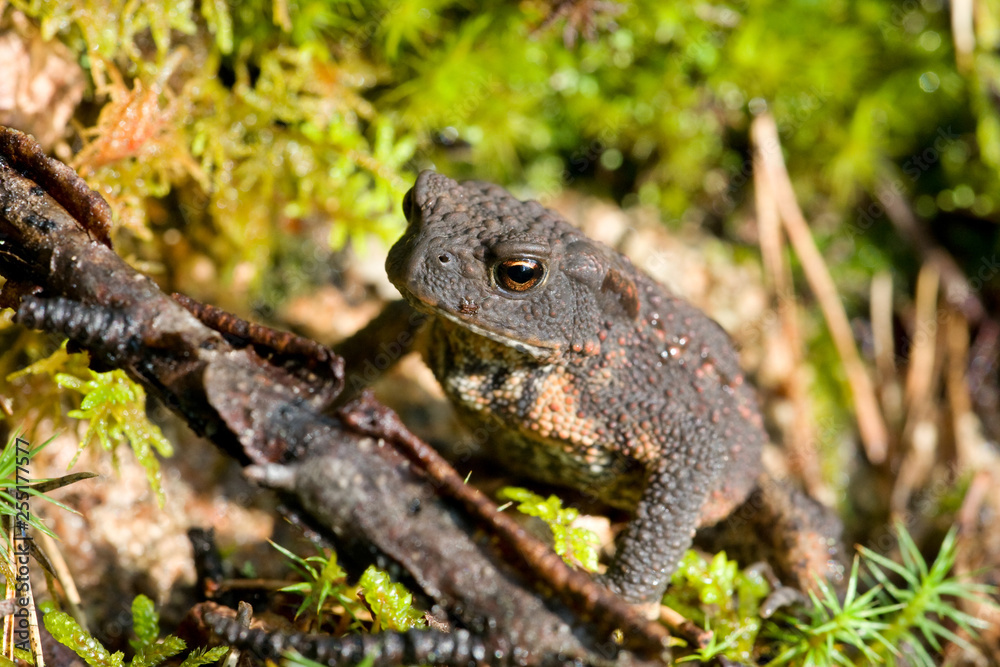 Fototapeta premium Erdkröte Bufo bufo