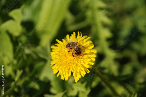 bee on dandelion