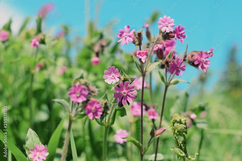 Silene Dioica ( red campion or catchfly flowers), beautiful picture of spring wild flowers Silene Dioica ( red campion or catchfly flowers), beautiful picture of spring wild flowers