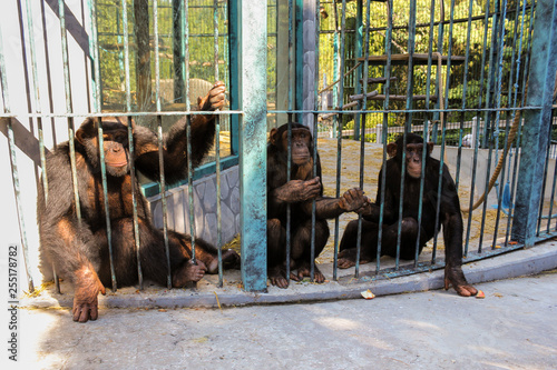 Monkey family behind bars.