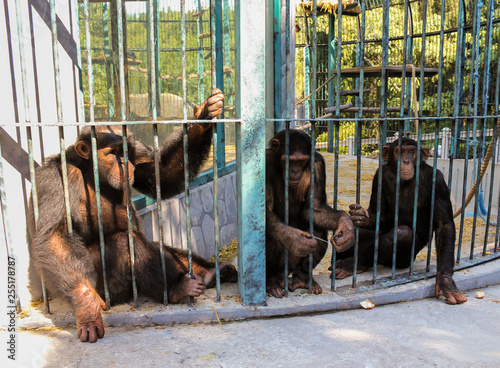 Monkey family Chimpanzees behind bars.