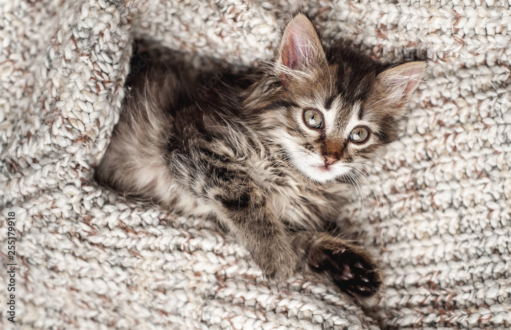 Cute little kitten in a soft blanket Cute little kitten in a soft blanket