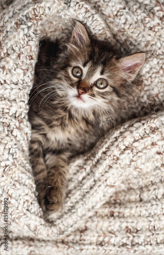 Cute little kitten in a soft blanket