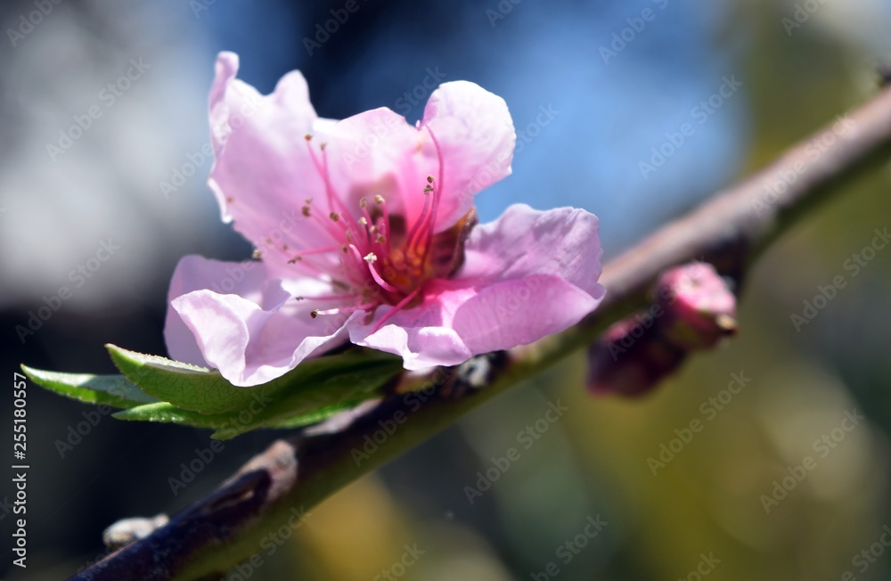 Obraz premium Peach flower on a branch. Рeach trees are in bloom in the garden.The road to peach orchard.Spring garden with flowering trees 