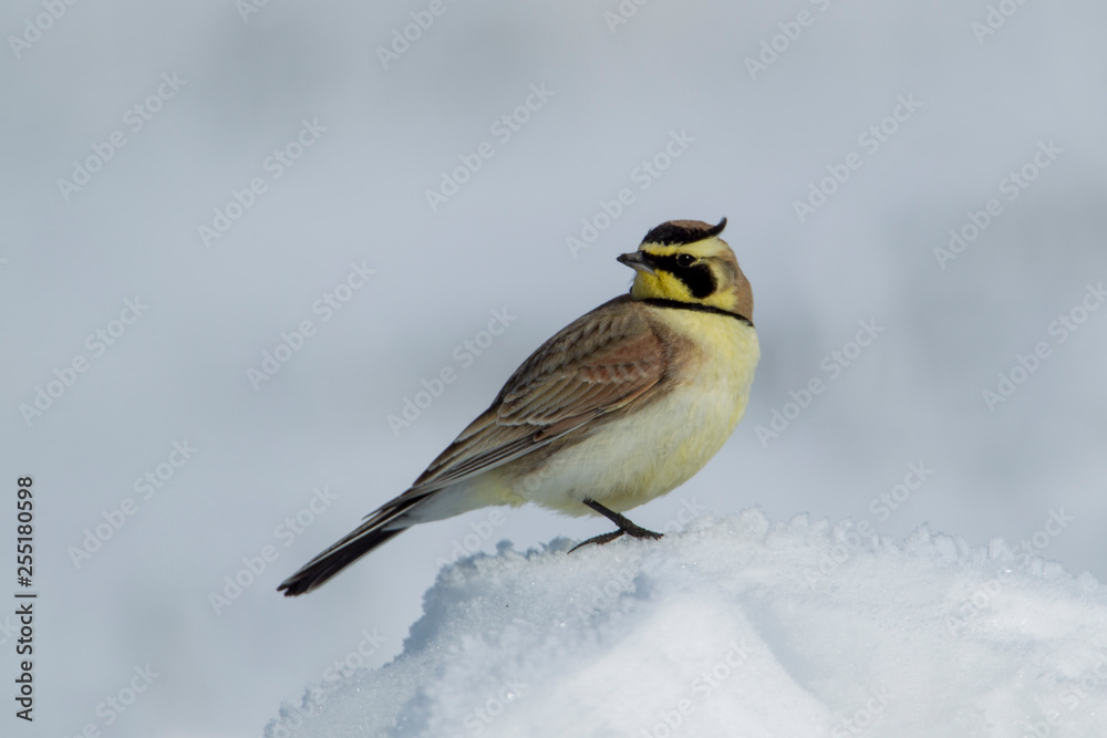 Fototapeta premium Horned lark on snow clump looks back.