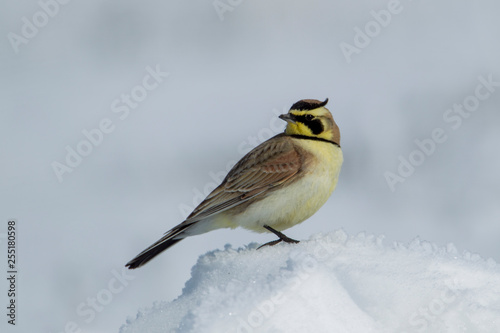 Horned lark on snow clump looks back. photo