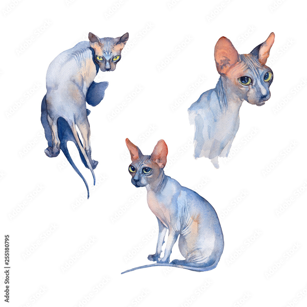 Watercolor set of Blue Sphynx Cat with green eyes attentive looking on a white background.