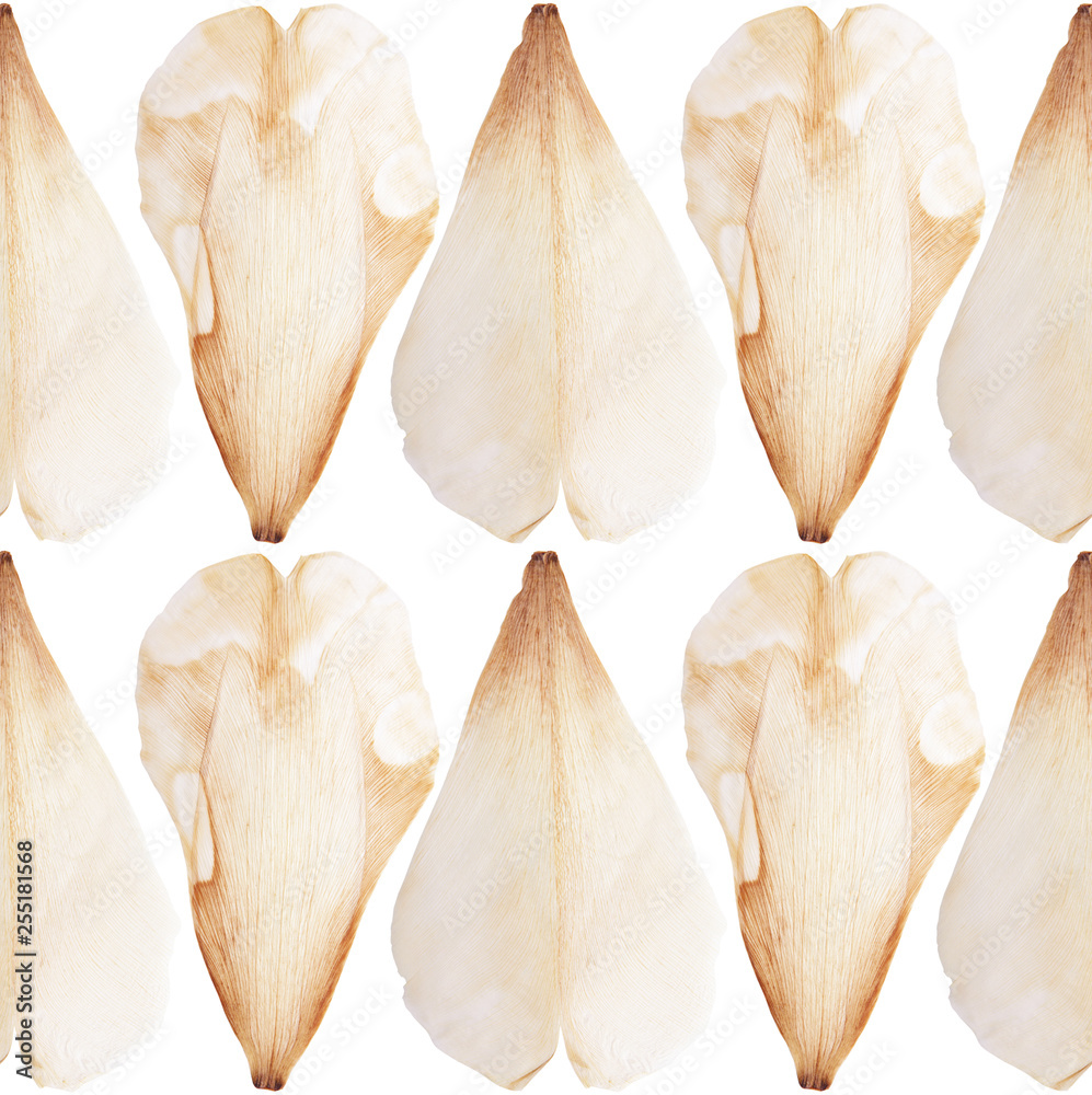 Pressed and dried tulip flower petal on a white background pattern. For use in scrapbooking Pressed and dried tulip flower petal on a white background pattern. For use in scrapbooking