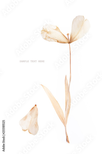 Pressed and dried tulip flower on a white background. For use in scrapbooking