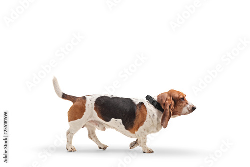Fotografie, Tablou Profile shot of a basset hound dog on a leash