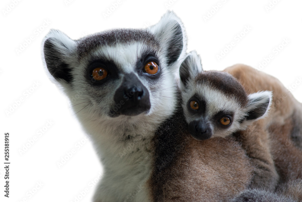 Ring tailed lemurs Ring tailed lemurs