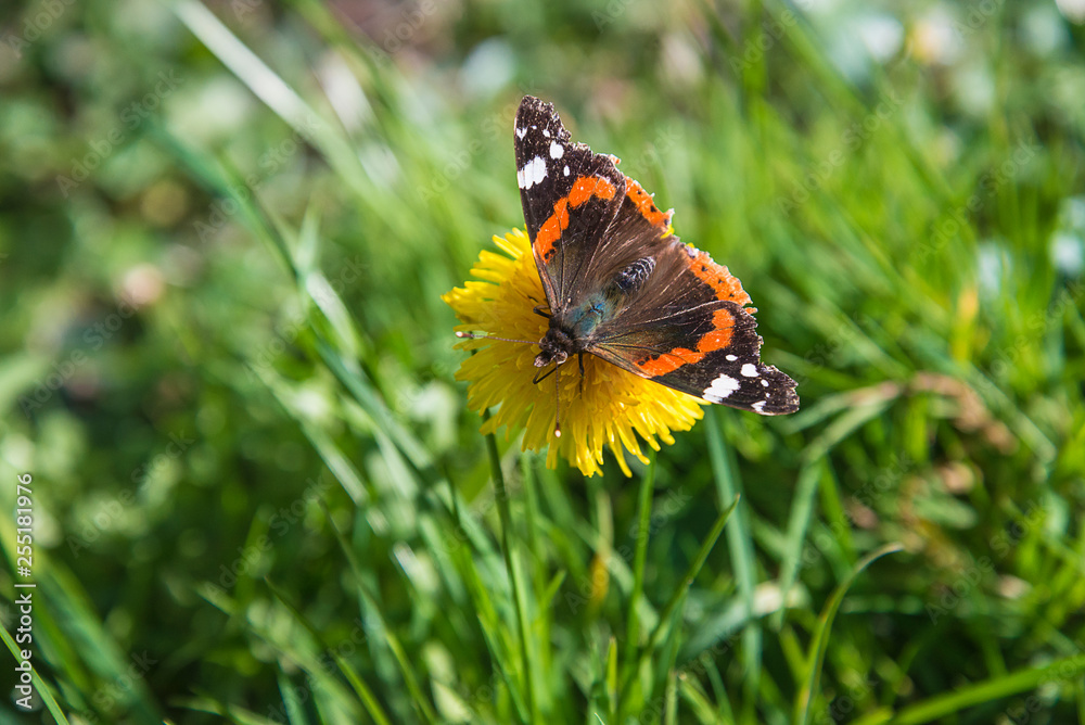 Beautiful butterfly on the yellow dandelion on spring meadow Beautiful butterfly on the yellow dandelion on spring meadow