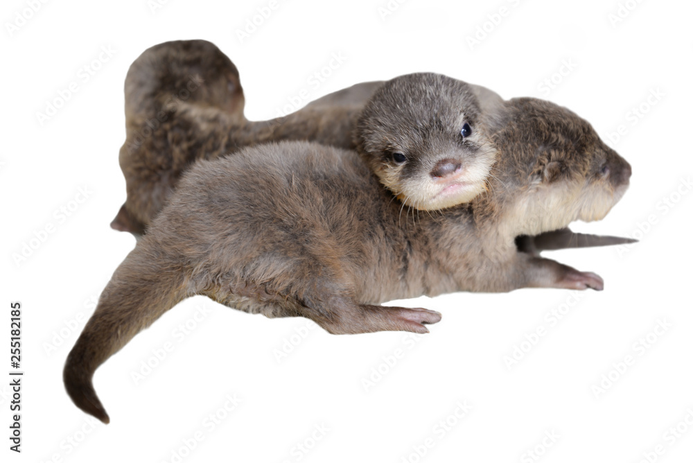 Obraz premium Baby otter