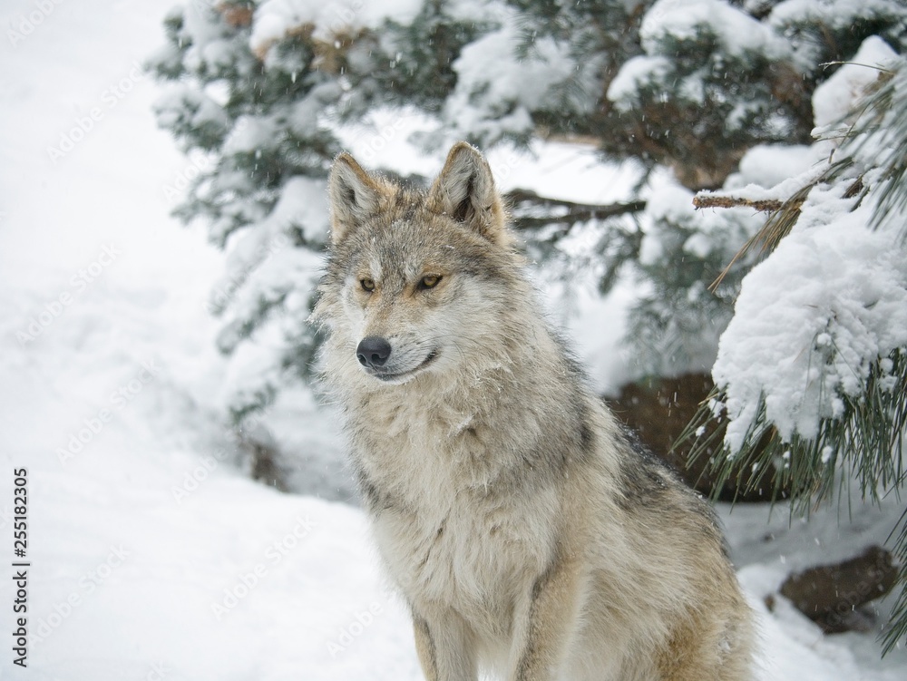 Fototapeta premium Wolf in the Snow