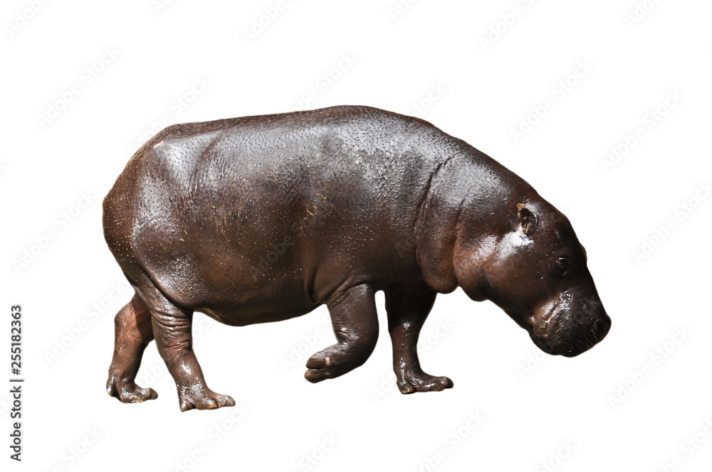 Obraz premium Pygmy hippos