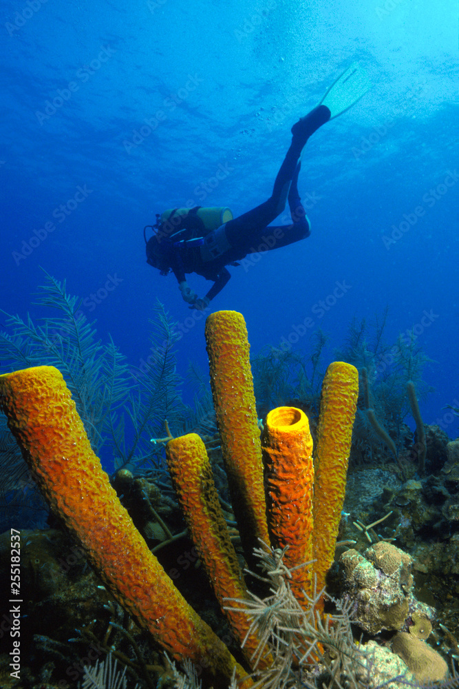 Fototapeta premium Scuba diver swims above orange sponges