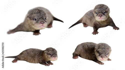 4 acction of baby otter photo