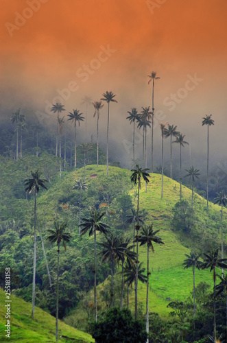 Misty alpine landscape of Cocora valley, Salento, Colombia, South America