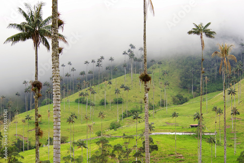 Cocora valley, Salento, Colombia, South America