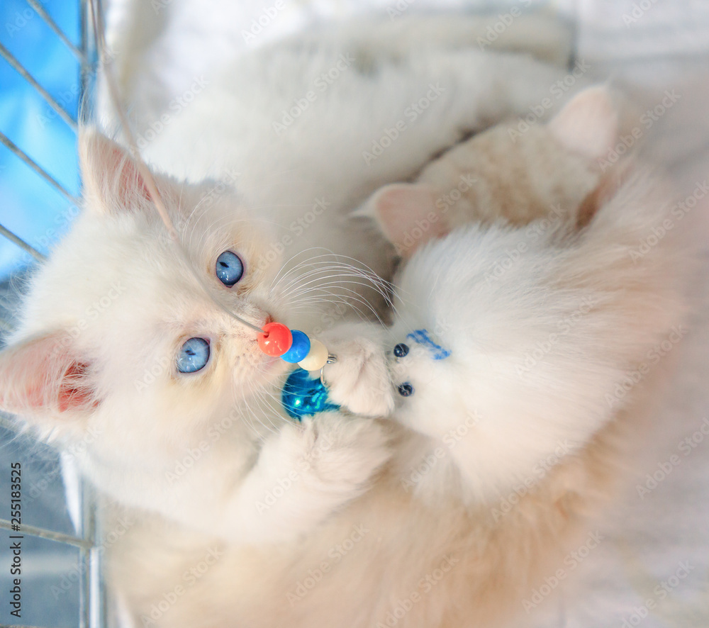 A cute white Turkish Angora cat playing close up. Fashion kitty cat with  pedigree and blue eyes. Concept of comfortable house, relaxing and safety  state of mind. Photos | Adobe Stock